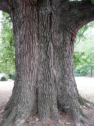 {Quercus pagoda}